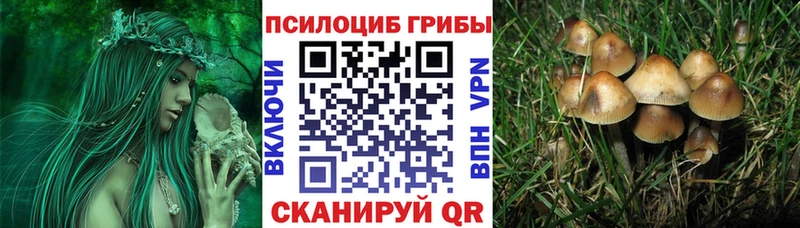 даркнет сайт  Михайловка  Галлюциногенные грибы Cubensis 